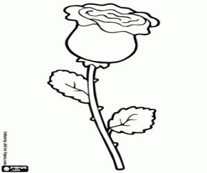Rose coloring page