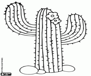 Saguaro Cactus coloring page