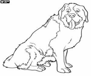 Saint Bernard dog seated coloring page