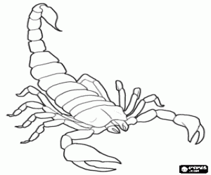 The scorpion is an arachnid coloring page