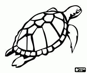 A sea turtle swims upwards coloring page