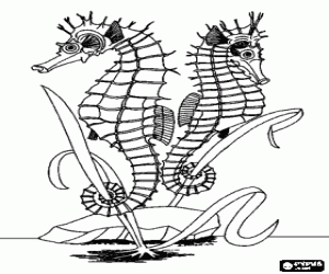 Seahorses and algae coloring page