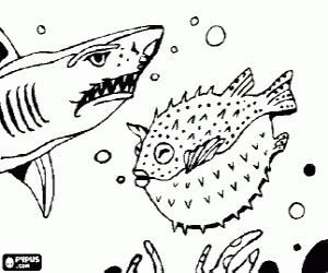 Shark and blowfish or puffer coloring page