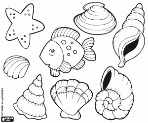 Shells, a starfish and a fish coloring page