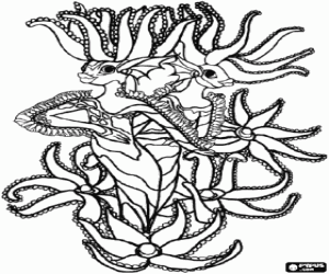 A siren with tentacles coloring page
