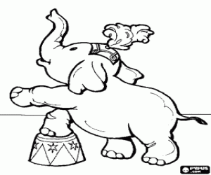 Small elephant at the circus coloring page