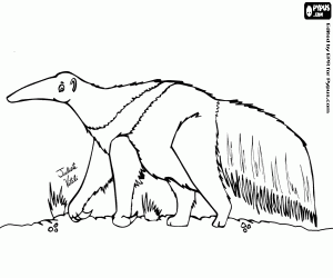 A solitary anteater coloring page
