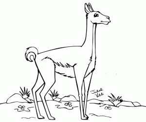 A solitary guanaco coloring page