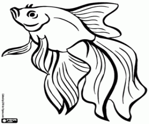 A spectacular fish coloring page