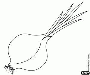 A sprouted onion coloring page