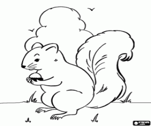 A squirrel, a rodent coloring page