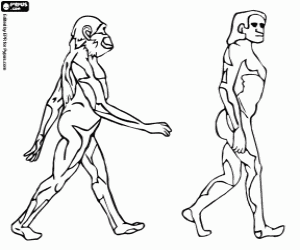 A stage of human evolution coloring page