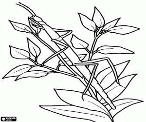 A stick insect or walking sticks coloring page