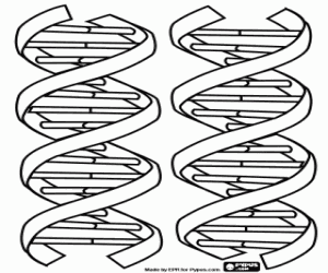The strands of DNA coloring page