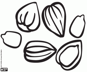 Sunflower seeds coloring page