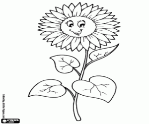 Sunflower coloring page