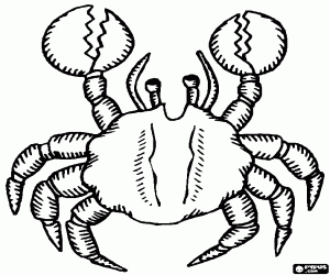 A terrestrial crab coloring page
