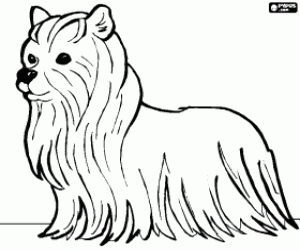 Terrier dog with long hair coloring page