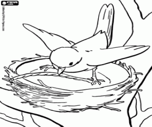 The bird and the nest coloring page