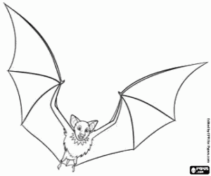 The Hotel Transylvania bat coloring page