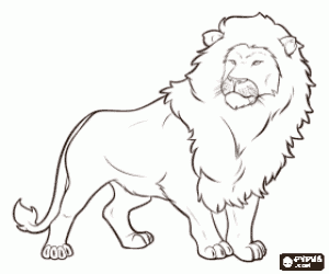 The male lion with his mane coloring page