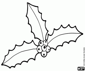 Three holly leaves with fruits coloring page