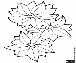 Three poinsettias, Christmas Flowers coloring page