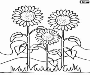 Three sunflowers in field coloring page