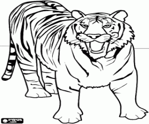 Tiger coloring page