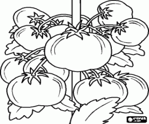 Tomato plant with its fruits, the tomatos coloring page