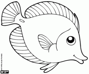 Tropical fish, surgeon fish coloring page