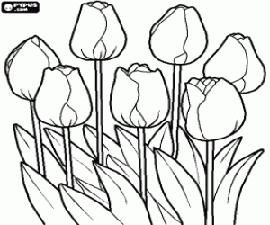 Tulips in the field coloring page