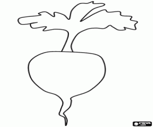 The turnip is a vegetable coloring page
