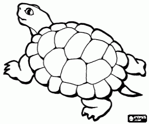 Turtle with a beautiful shell coloring page