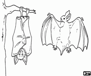 Two bats coloring page