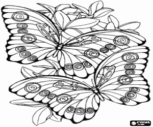 Two butterflies and flowers coloring page