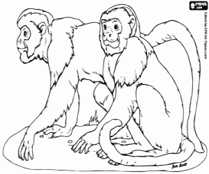 Two female baboons coloring page