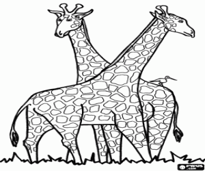 Two giraffes and a bird coloring page