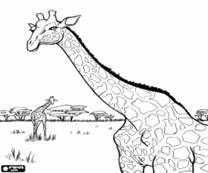 Two giraffes far from the trees coloring page