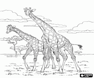 Two giraffes in the savanna coloring page