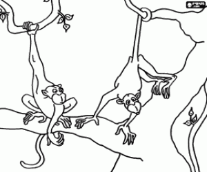 Two monkeys on the tree branches coloring page