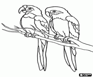Two parakeets or parrots on a branch coloring page
