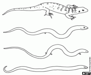 Two species of reptiles coloring page