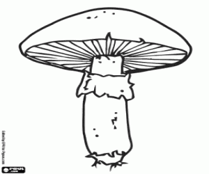 Typical mushroom, meadow mushroom, field mushroom coloring page