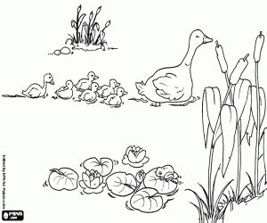 Ugly duckling and family in the pond coloring page