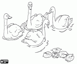 The ugly duckling grows as a swan coloring page