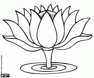 Water lily, an aquatic flower coloring page