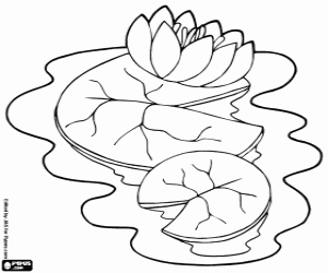 Waterlily coloring page