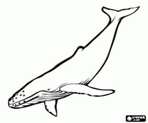 A whale into the depths coloring page