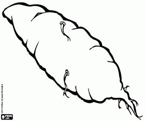 Yam, a tropical edible tuber coloring page